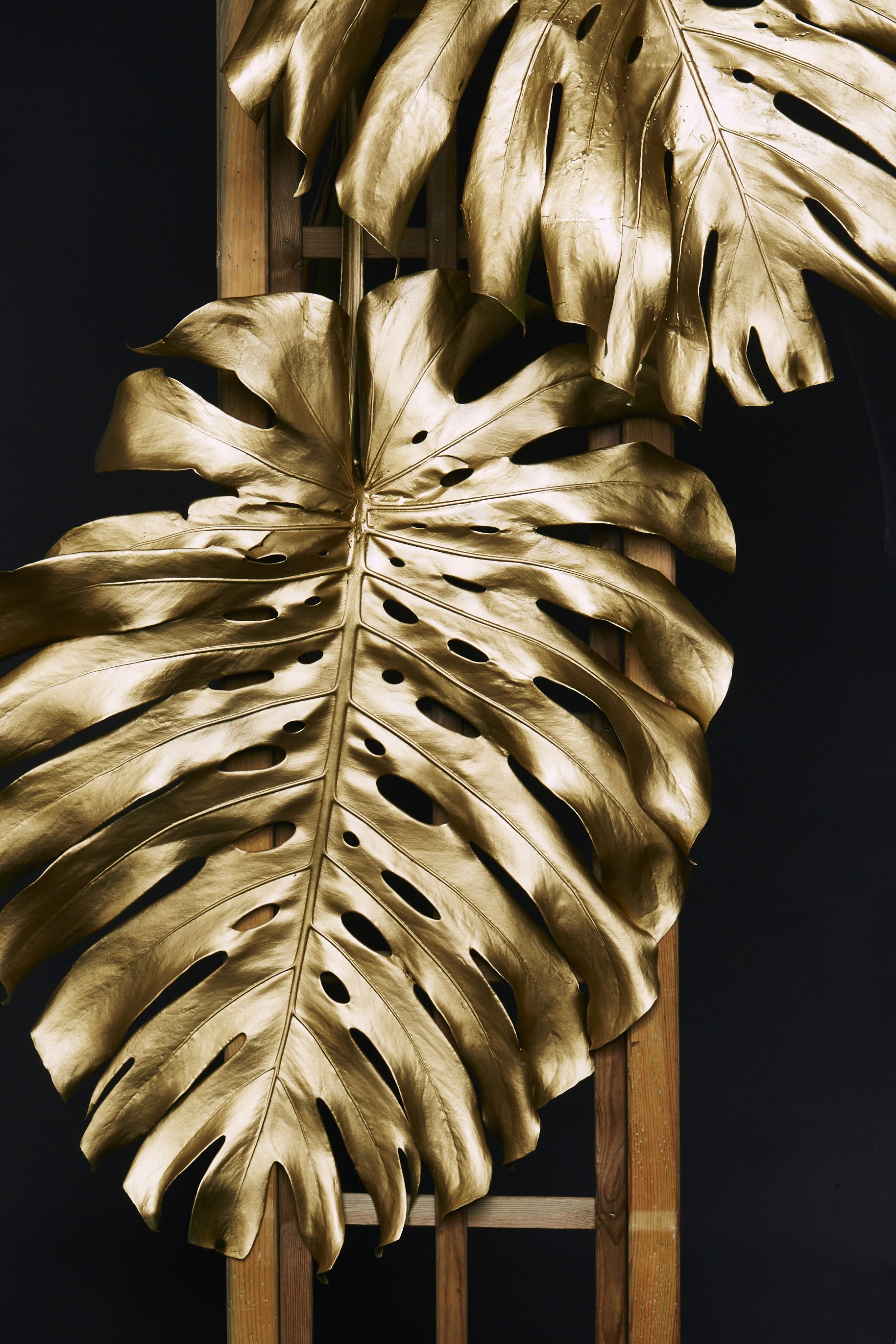 great photo recipe,how to photograph i just love golden things… i love to put them in gold!; closeup photo of brown leaf near brown wooden frame
