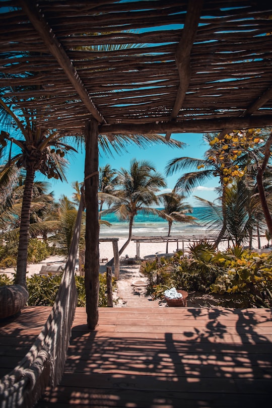 nipa hut under coconut palm trees in Tulum Mexico