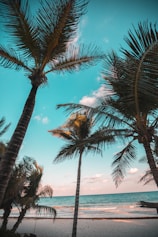 three coconut trees on seashore