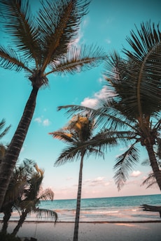 three coconut trees on seashore