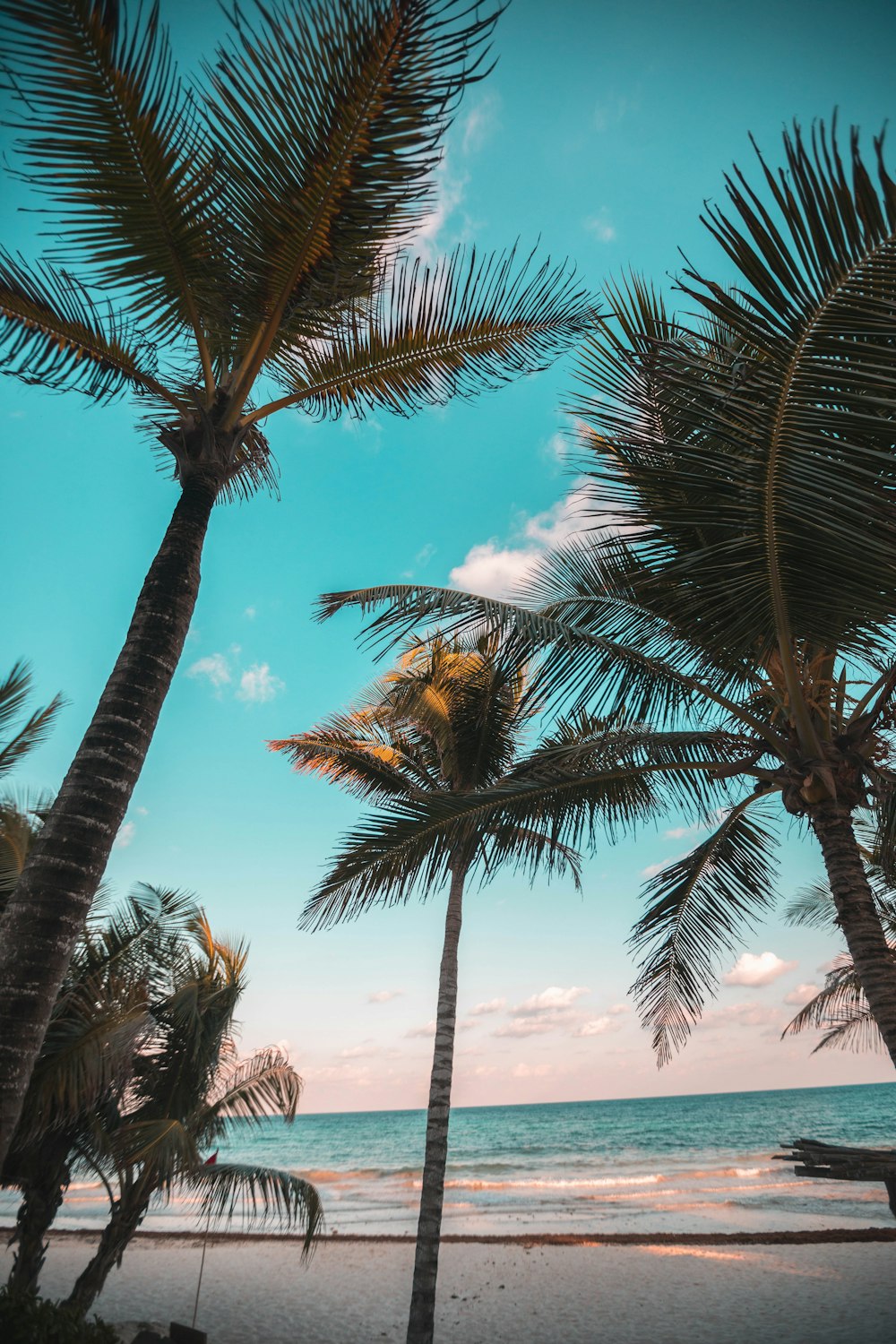 three coconut trees on seashore