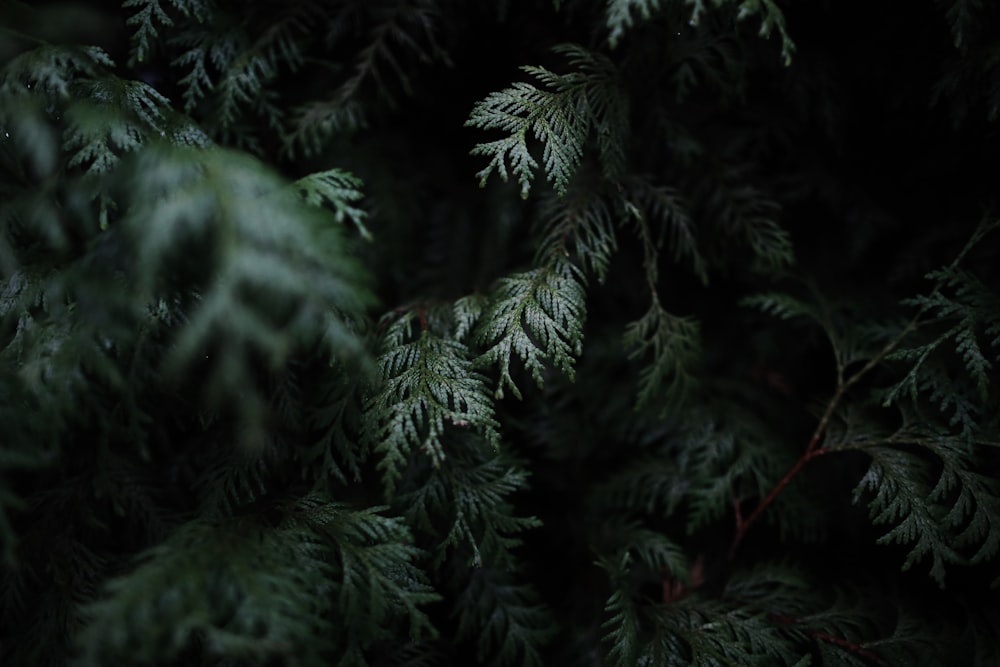 green leafed plants