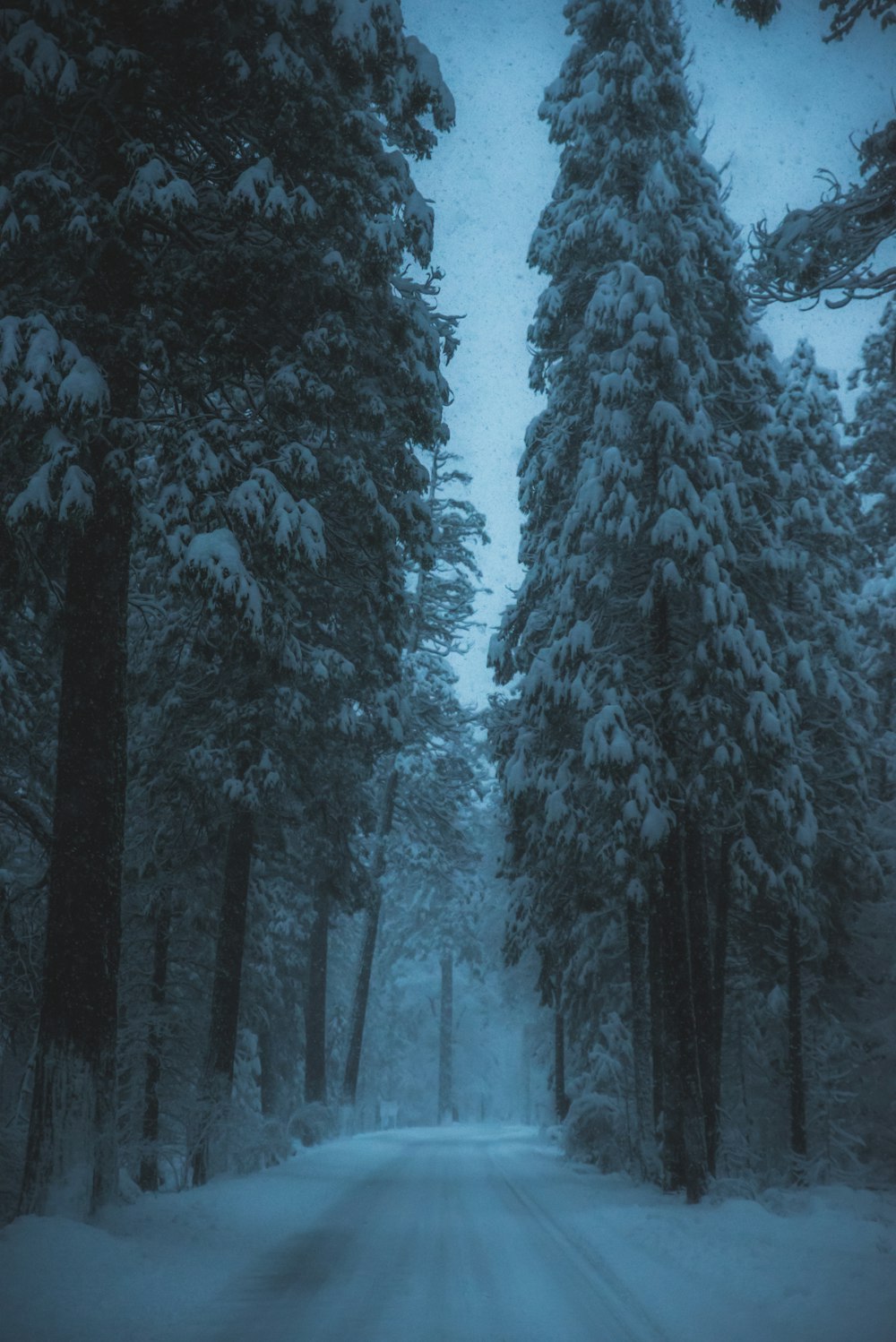 road surrounded by snow covered trees