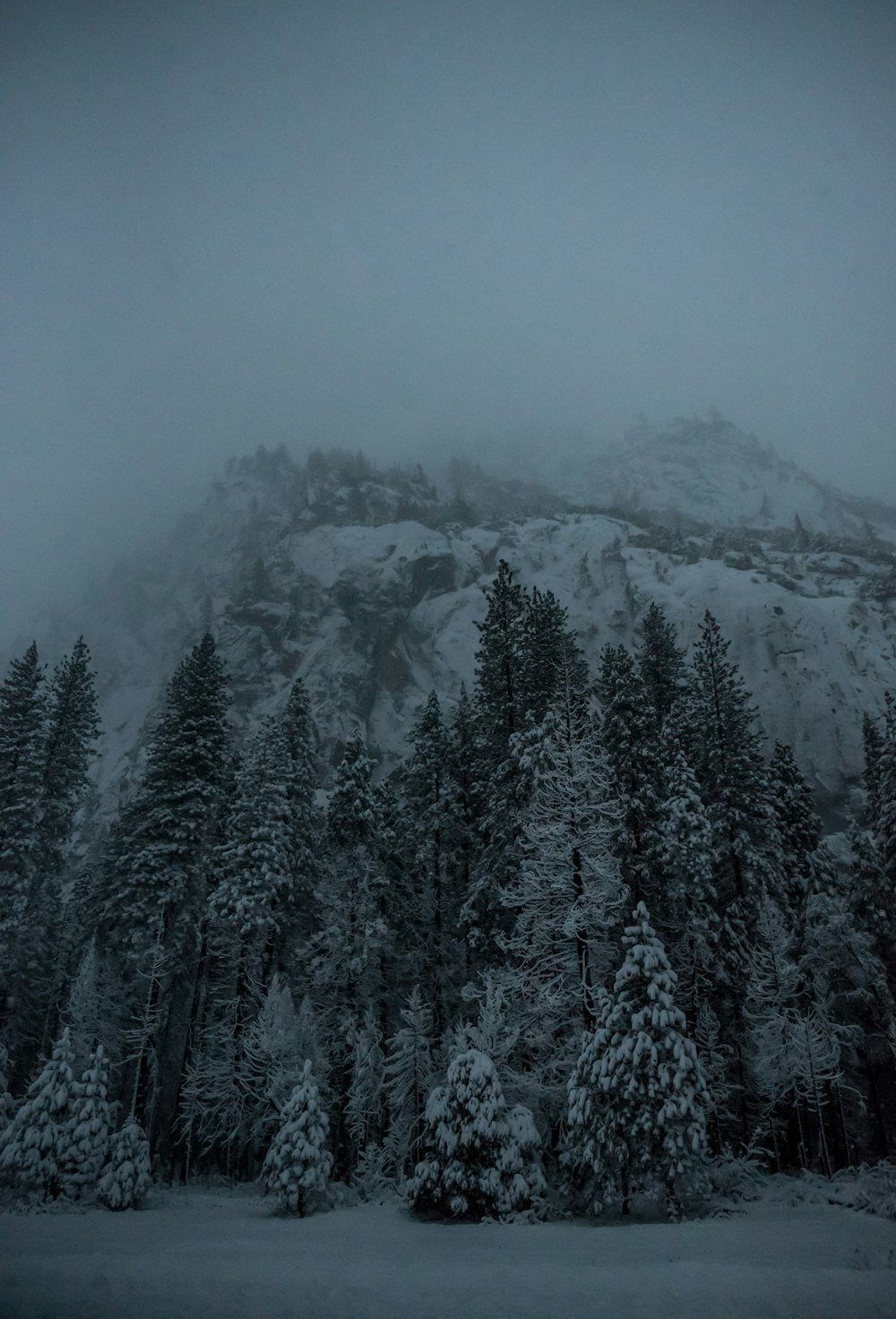 pine tree covered with snow