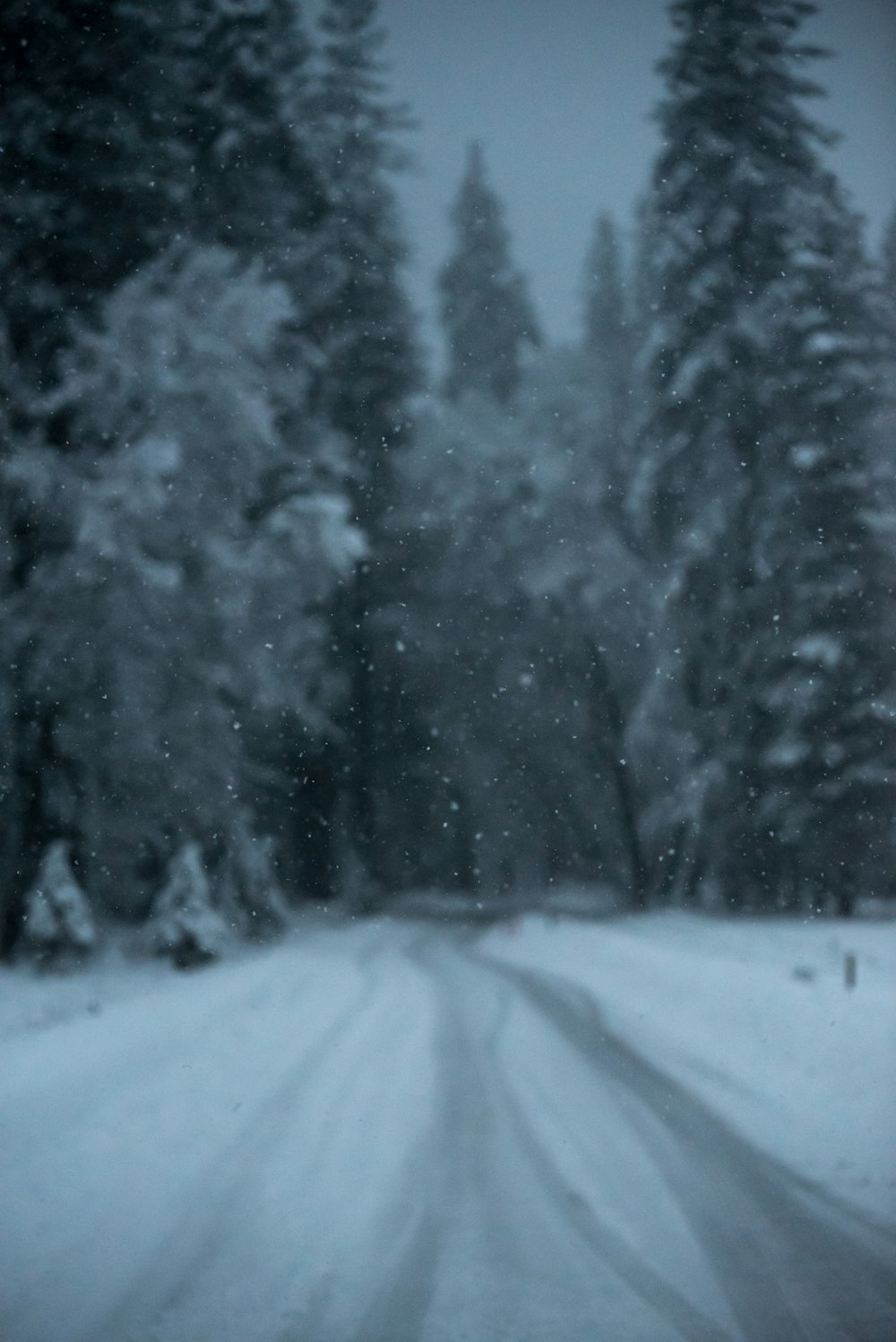 Wallpaper dark, forest, trees, winter, snow for mobile and desktop