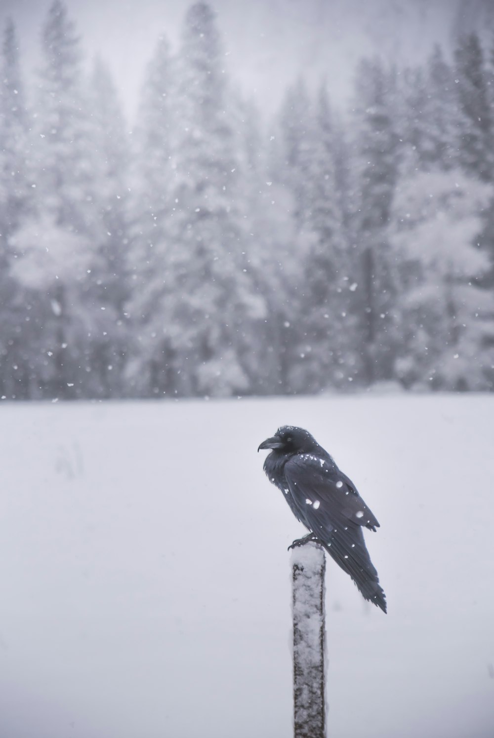 raven perching on black lumber