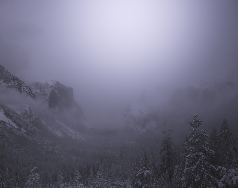 snow covered trees and mountain