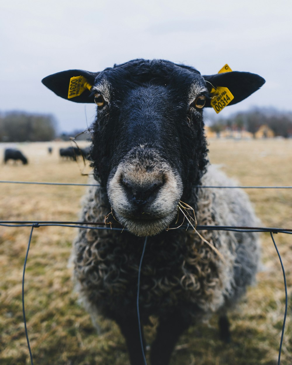 black sheep with yellow tag on ears