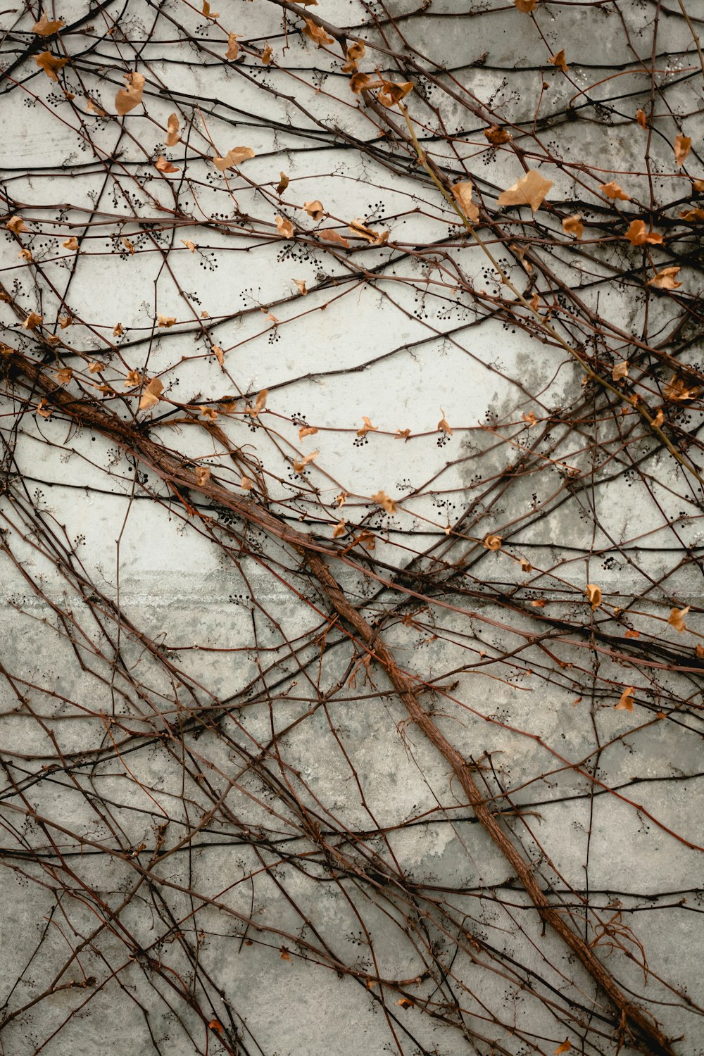 Photographie d’une plante flétrie