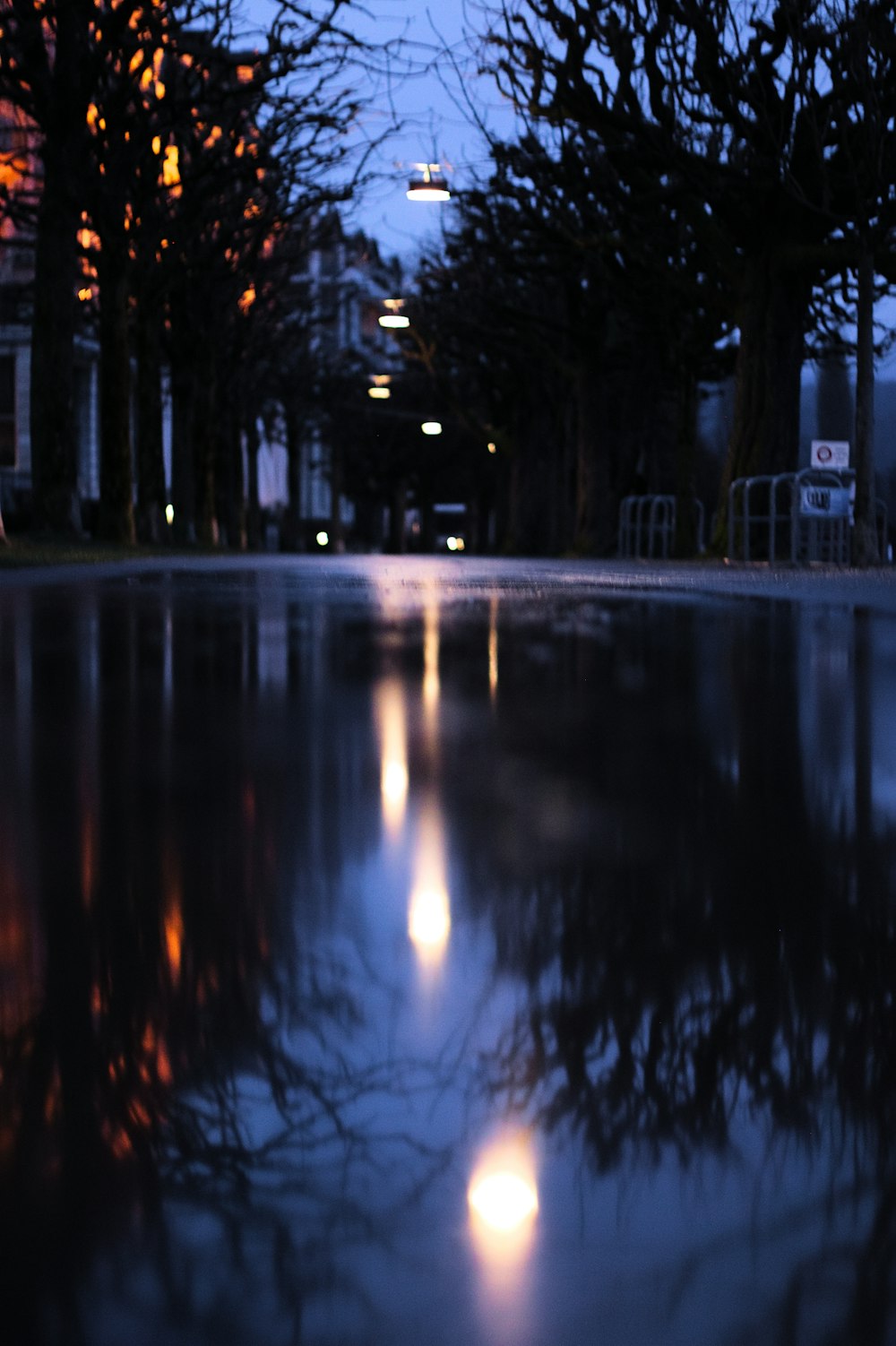 close up photography of street near trees at night time