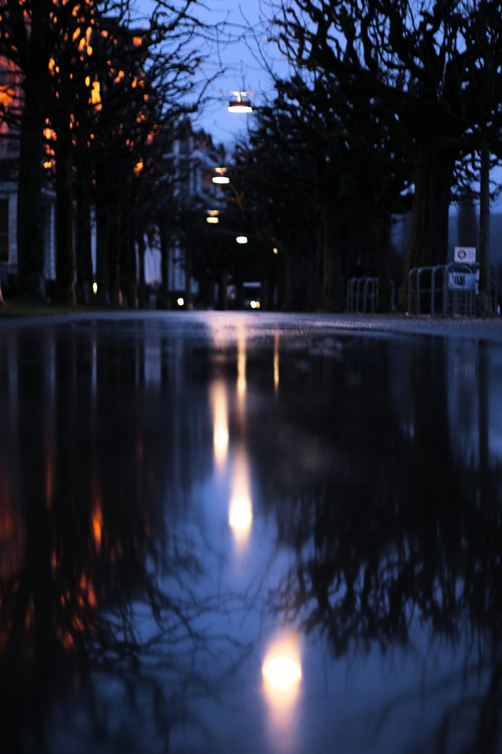 Photographie en gros plan de la rue près des arbres la nuit