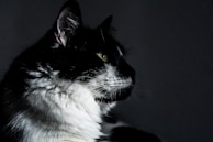 Close-up of a cat with striking eyes, captured with soft natural light in the studio.