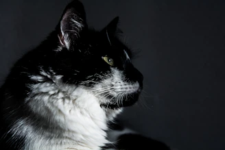 A sleek black and white photo of a curious cat playing with a glowing smart toy accented with soft orange light