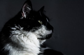 A close-up profile of a black and white cat with a striking gaze, illuminated by soft lighting. The cat's fur contrasts sharply against the dark background, highlighting its expressive eyes and attentive posture.