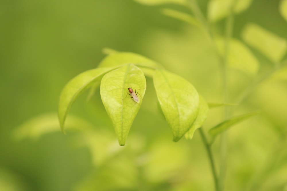 green insect on green leaf