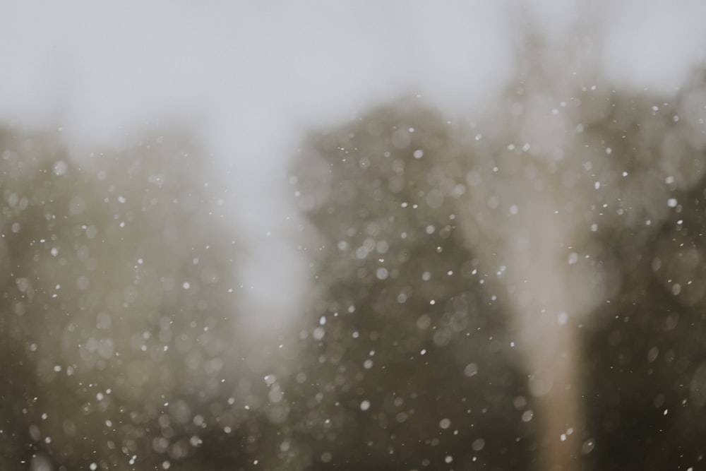 shallow focus photography of snow