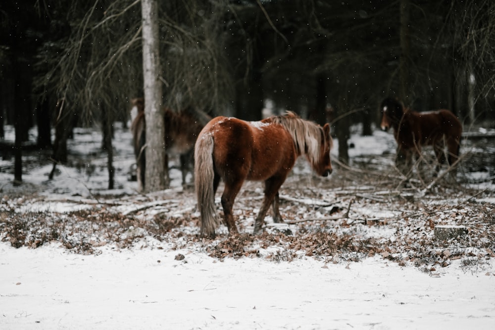 brown horse on field