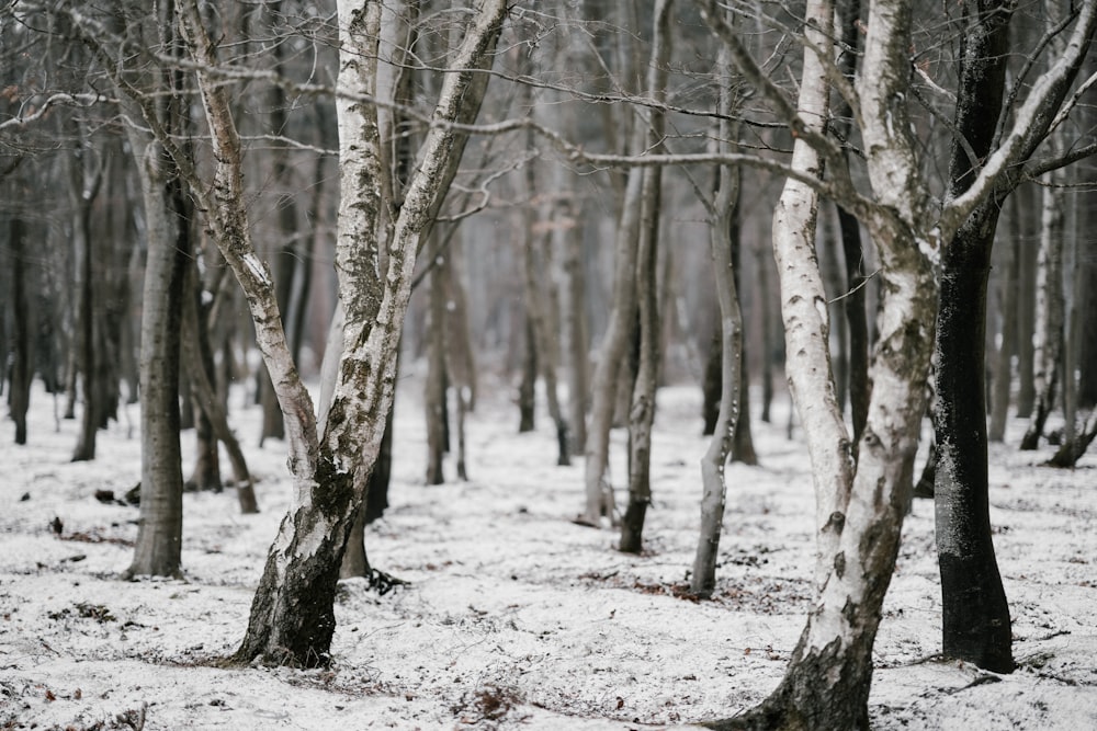 withered trees