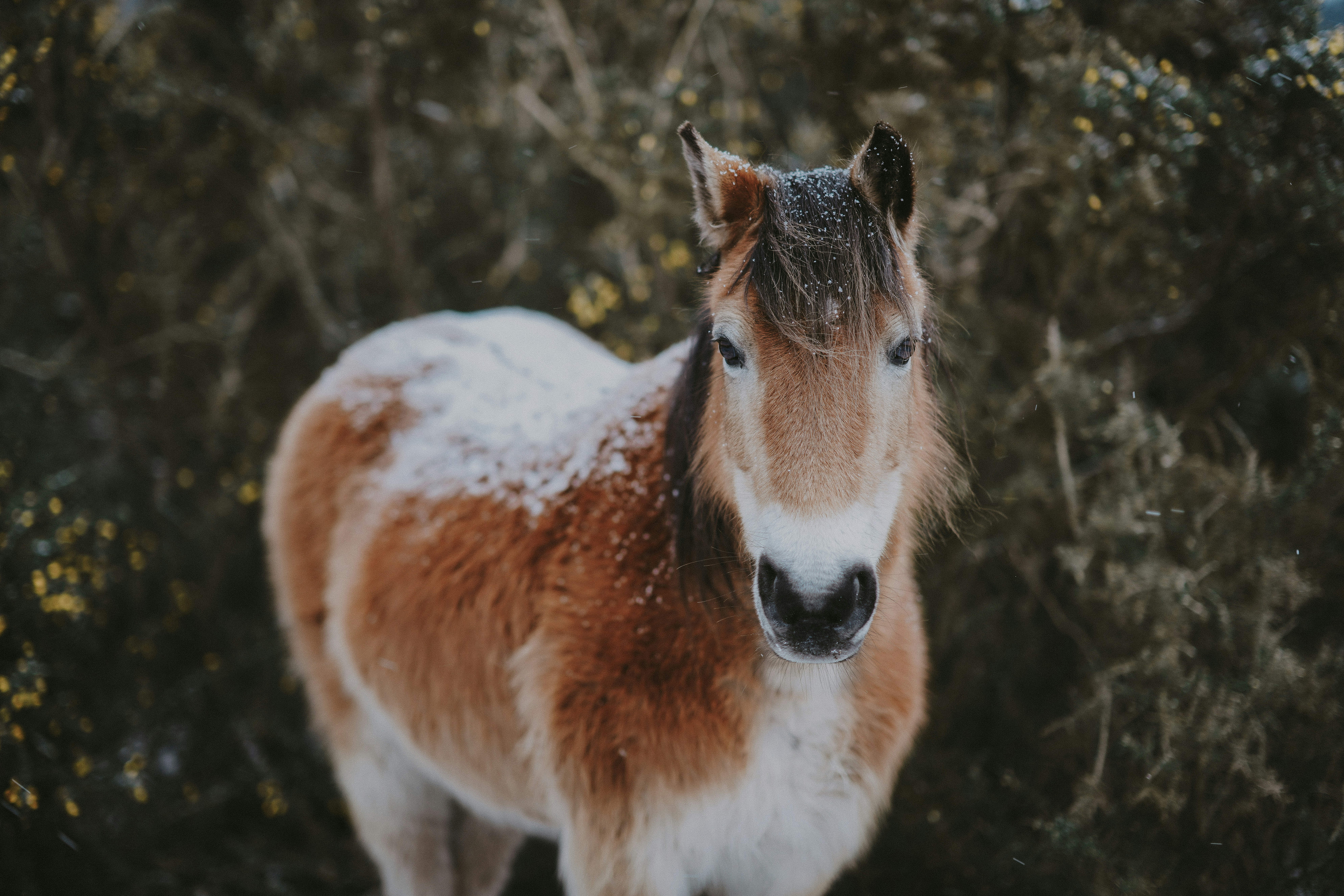 New Forest Pony in the snow
