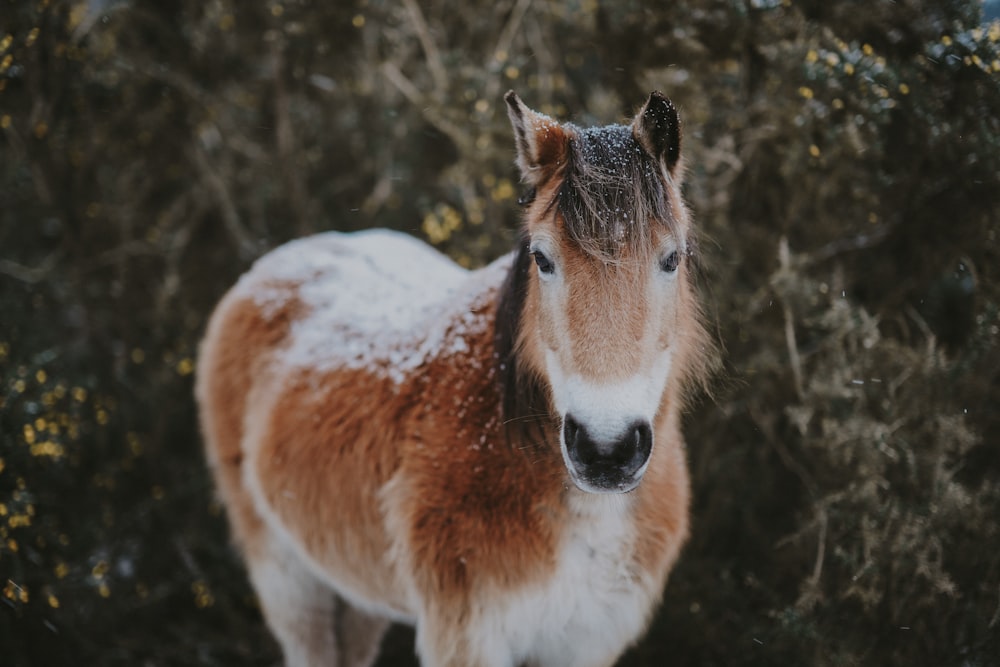 fotografia a fuoco superficiale di pony bianco e marrone