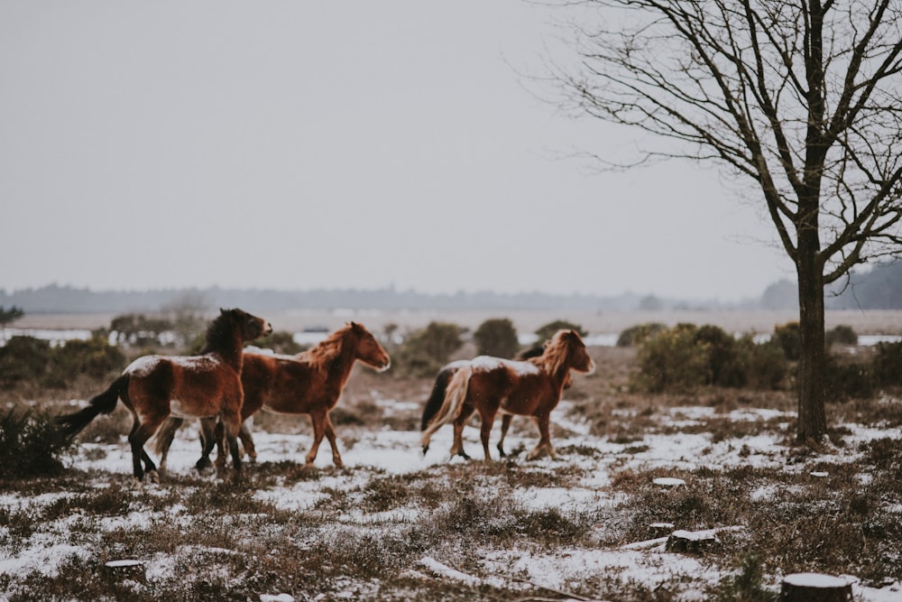 three brown horses 가까이, 검은 나무 풍경 사진