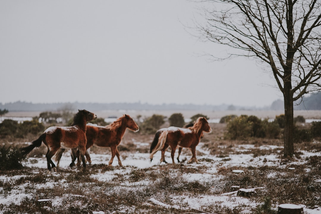 three brown horses near black tree landscape photo