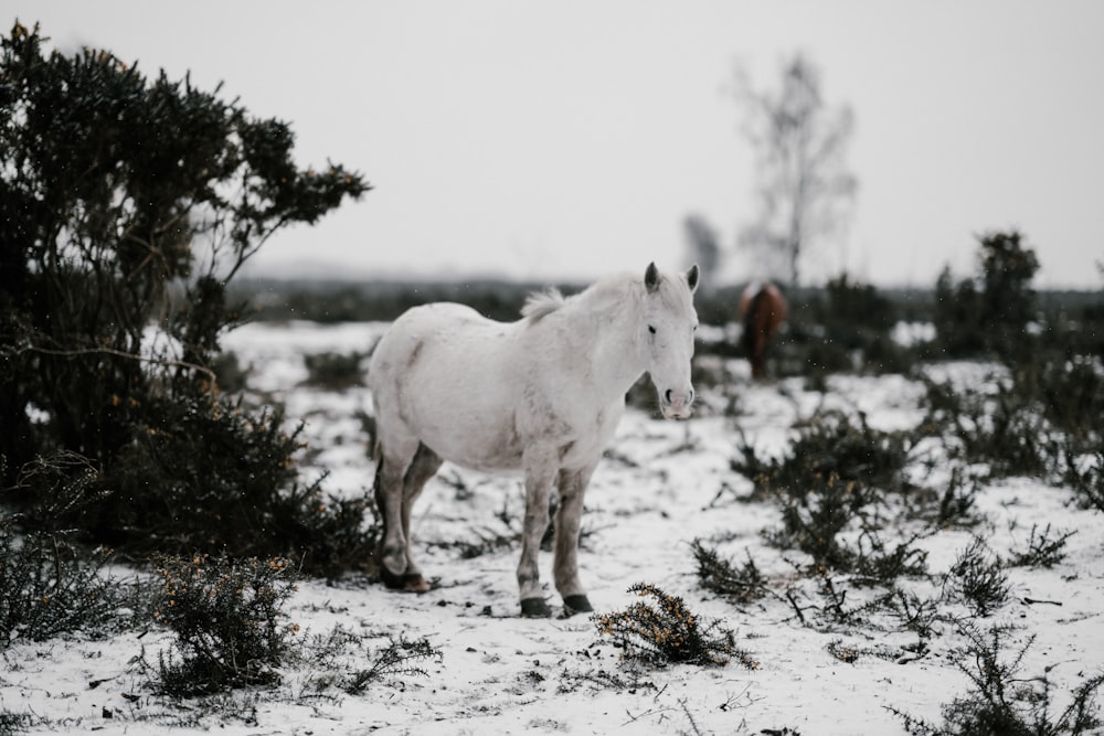white horse standing on snow-capped flooring