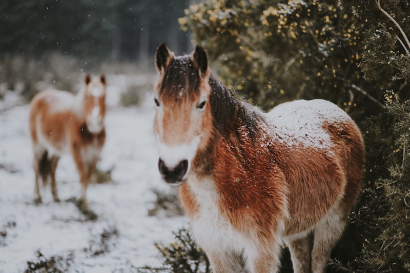 Equine Asthma Quiz