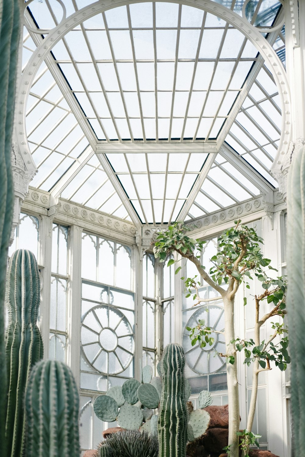 Árbol de interior y cactus cerca del cristal de la ventana