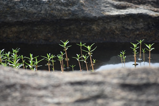 A series of small plants emerging from a shallow pool of water. The background features a rocky surface, while the plants appear to be sprouting with their thin green stems and leaves.