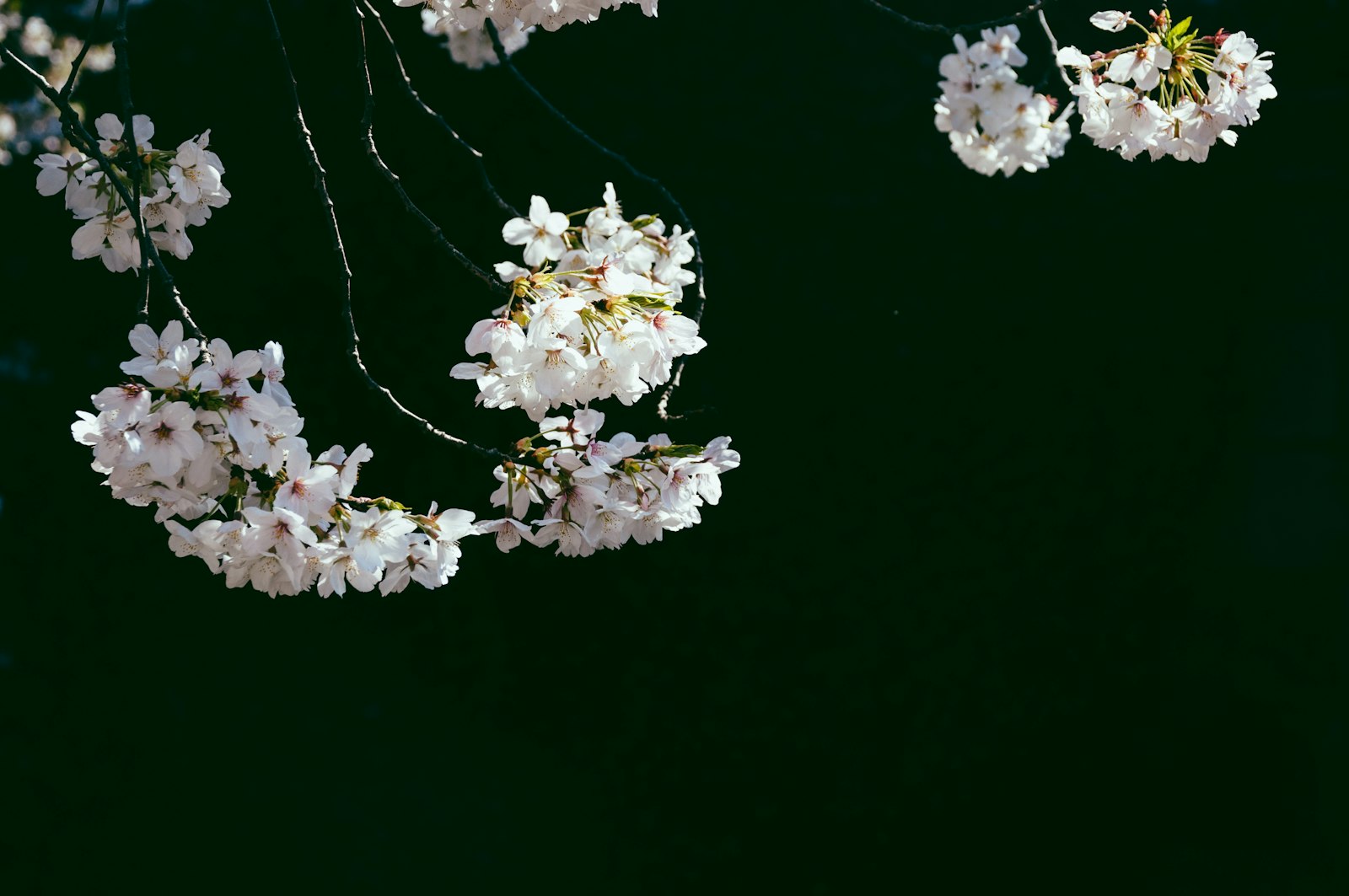 Nikon D300 + Sigma 18-125mm F3.8-5.6 DC HSM sample photo. Cherry blossom flowers photography
