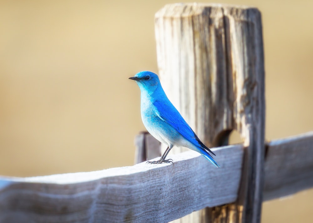 blue bird on a fence