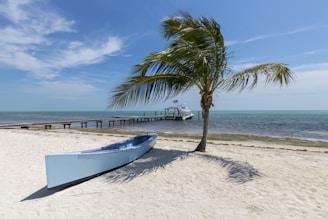 white canoe near palm tree