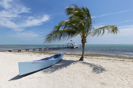 white canoe near palm tree
