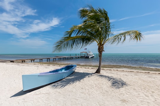 white canoe near palm tree in Islamorada United States