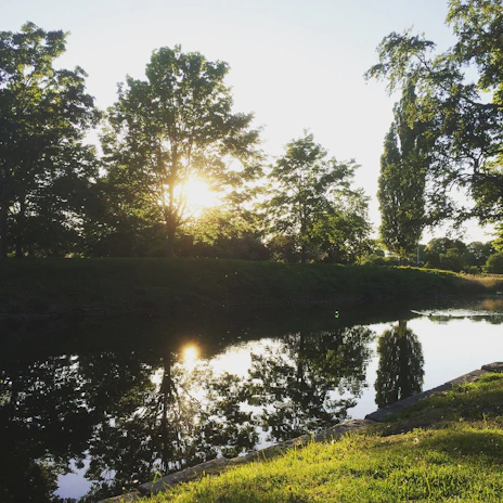 Sunlight streaming through tall trees onto a calm river, evoking peace and healing.