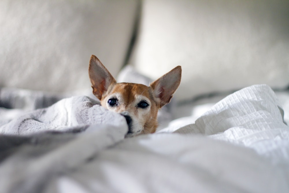 Foto de enfoque selectivo de perro marrón adulto