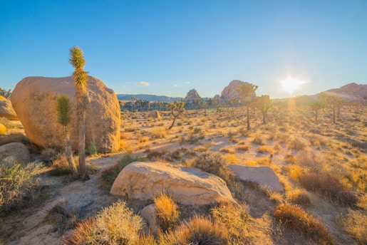 A desert landscape with large rock formations and sparse vegetation, including Joshua trees. The sun is setting on the horizon, casting a warm glow over the scene.