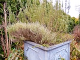 An outdoor scene featuring a large, square stone planter filled with tall, bushy green shrubs and herbs. Surrounding the planter are various trees, including coniferous types with dense foliage. The background includes a mix of green and brown tones, suggesting a lush garden setting.