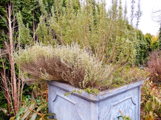 An outdoor scene featuring a large, square stone planter filled with tall, bushy green shrubs and herbs. Surrounding the planter are various trees, including coniferous types with dense foliage. The background includes a mix of green and brown tones, suggesting a lush garden setting.
