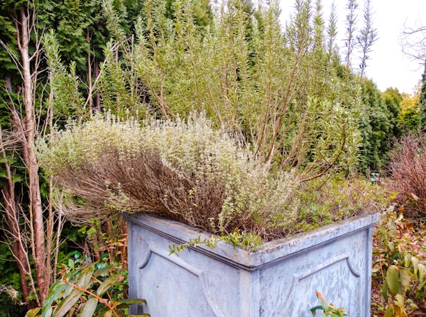 An outdoor scene featuring a large, square stone planter filled with tall, bushy green shrubs and herbs. Surrounding the planter are various trees, including coniferous types with dense foliage. The background includes a mix of green and brown tones, suggesting a lush garden setting.