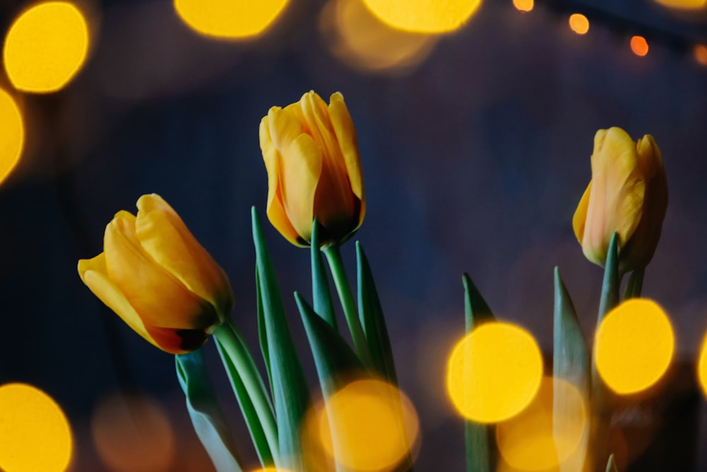 Photographie en gros plan de fleurs de tulipes jaunes