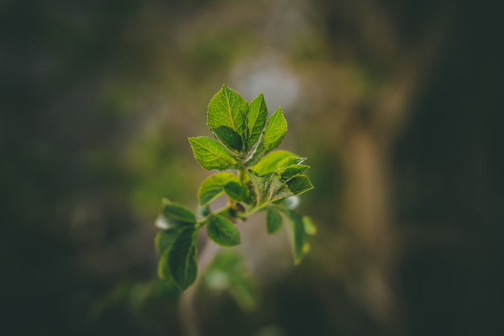 closeup photo of green leaf plant