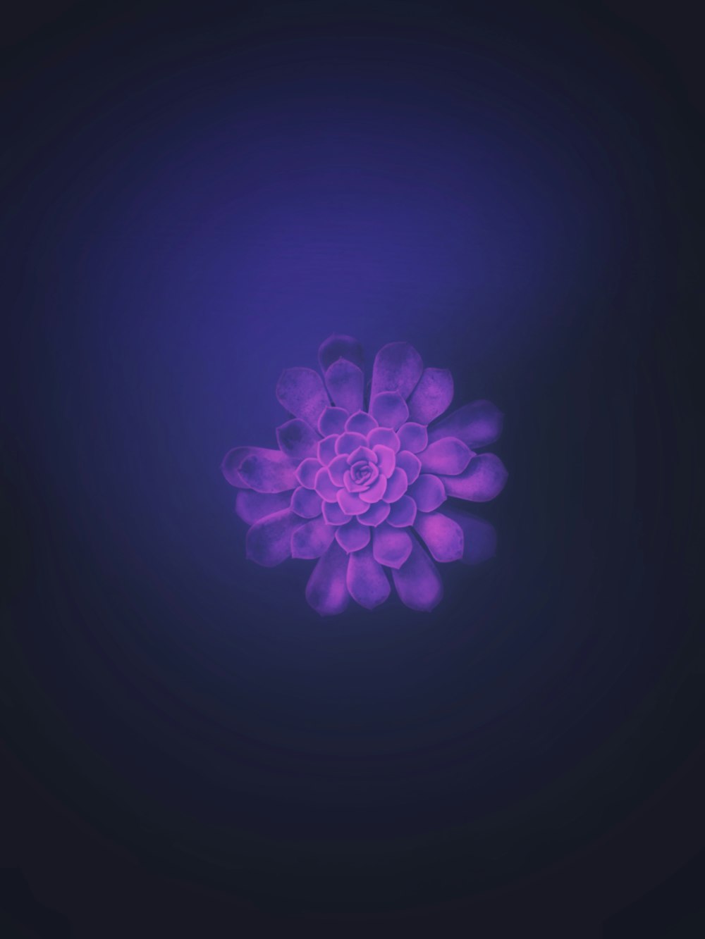 purple petaled flower with blue background