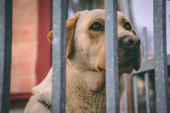 A brown dog with soulful eyes peers through a metal fence, suggesting confinement. The background features a red brick wall and muted colors, creating a slightly somber atmosphere.