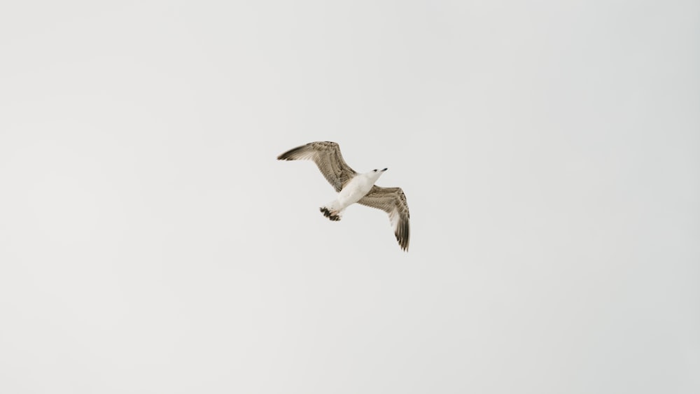 seagull flying during daytime