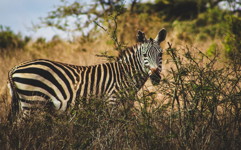 zebra surrounded by green grass