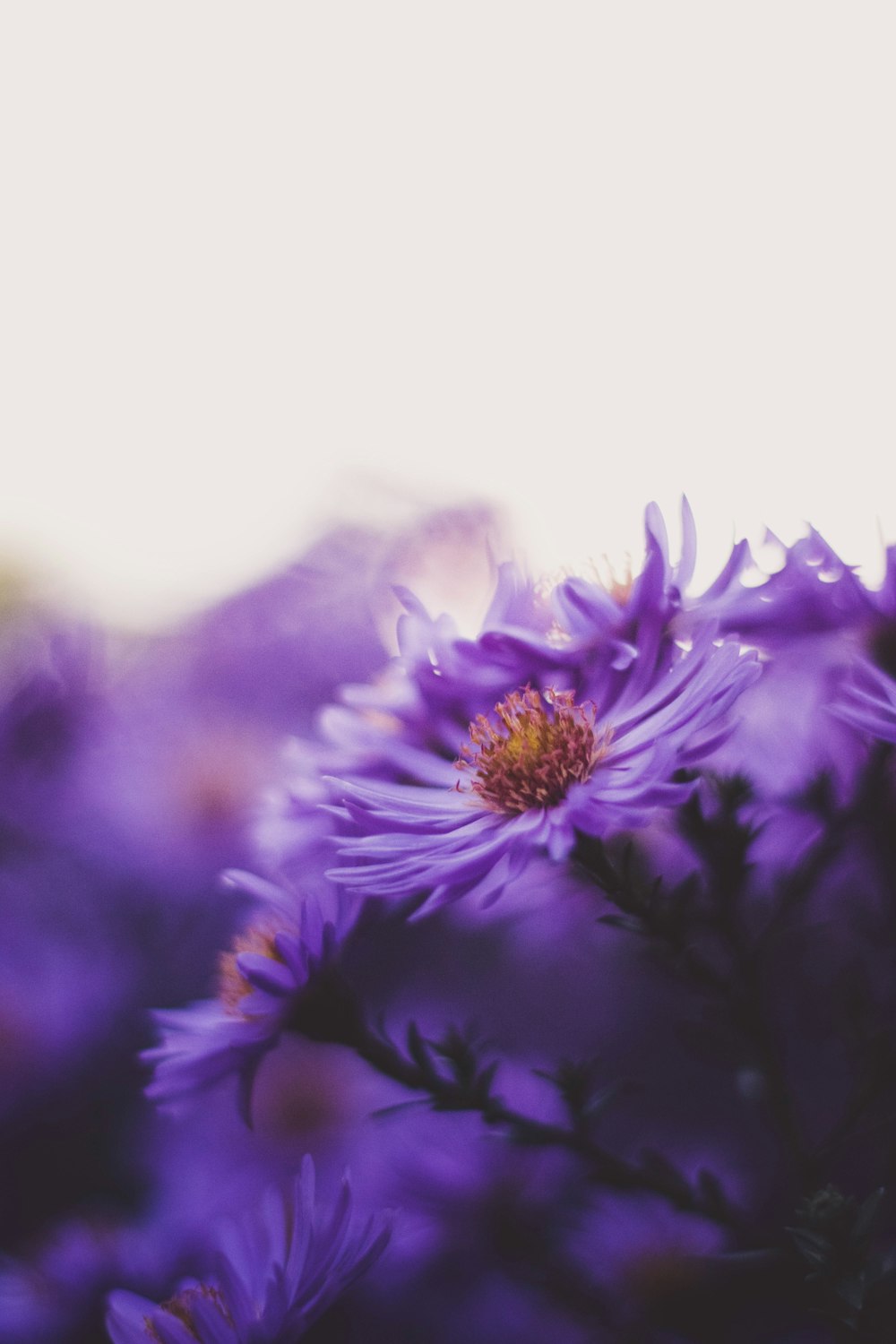 Un primer plano de flores púrpuras con un fondo de cielo