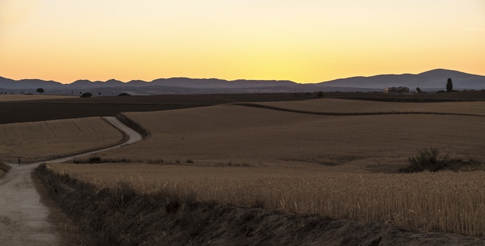 Campo de plantas de trigo durante o nascer do sol