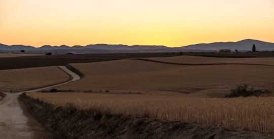 wheat plant field during sunrise in Brunete Spain